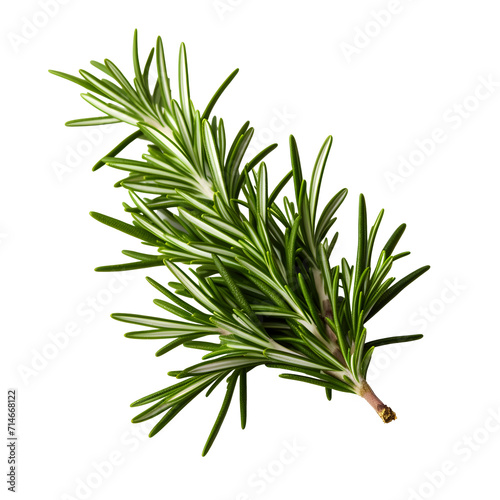rosemary png. rosemary leaf png. Salvia rosmarinus png. rosemary top view png. rosemary flat lay png. aromatic herb of rosemary png photo