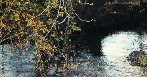 Sunlight reflects on a creek amidst trees. panning photo