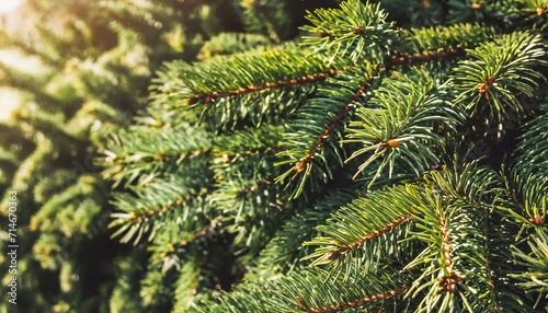 christmas fir tree brunch textured background fluffy pine tree brunch close up green spruce