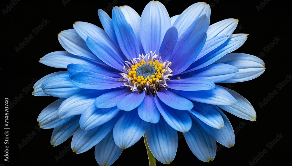 blue flower on background cutout