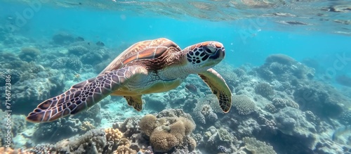 Egypt's red sea hosts a small green sea turtle swimming.