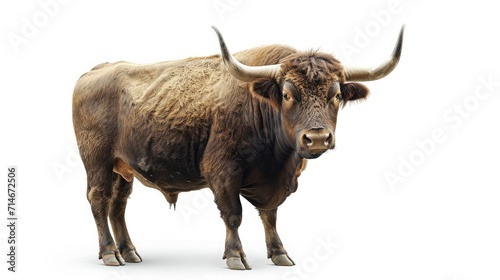 ox on isolated white background. photo