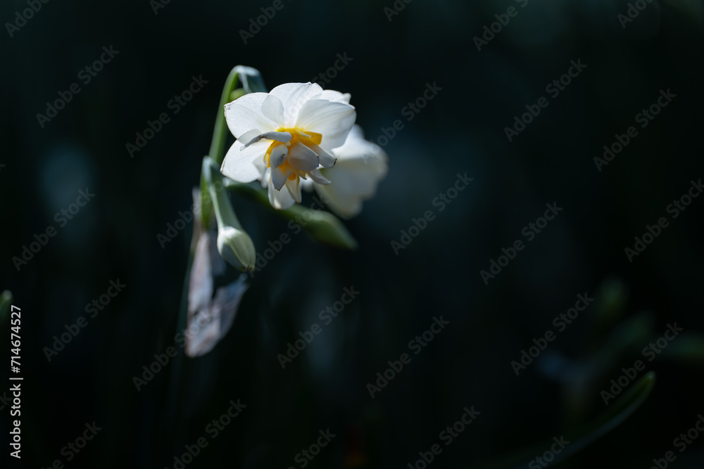 Obraz premium 早春に咲くスイセンの花