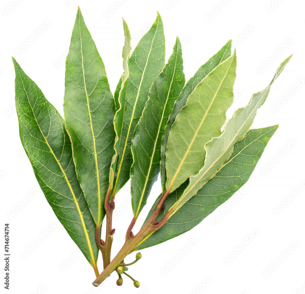Obraz premium Bunch of green fresh bay leaves isolated on white background.