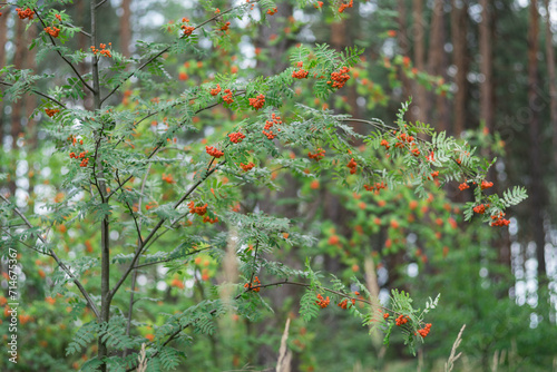 European rowan tree in the forest. Close up.