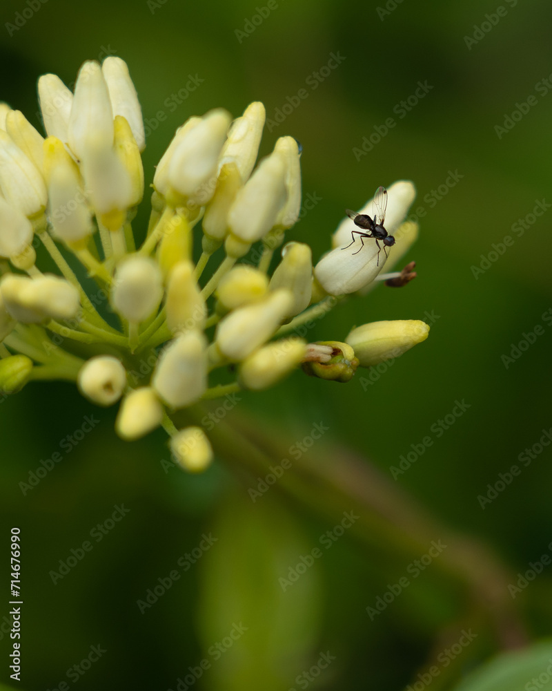 Obraz premium fly on flower