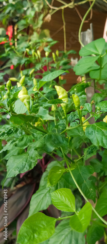 Wallpaper Mural Green chili plants Torontodigital.ca