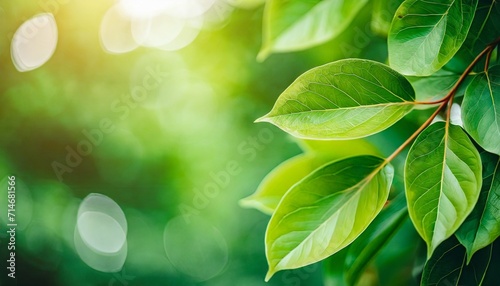 beautiful nature view of green leaf on blurred greenery background in garden and sunlight with copy space using as background natural green plants landscape ecology fresh wallpaper concept