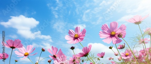 Beautiful Pink Cosmos Flower with blue sky. © sami