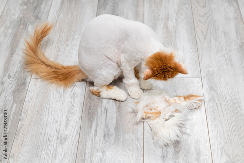 Fotografie the cat looks at the fur that has been cut from it
