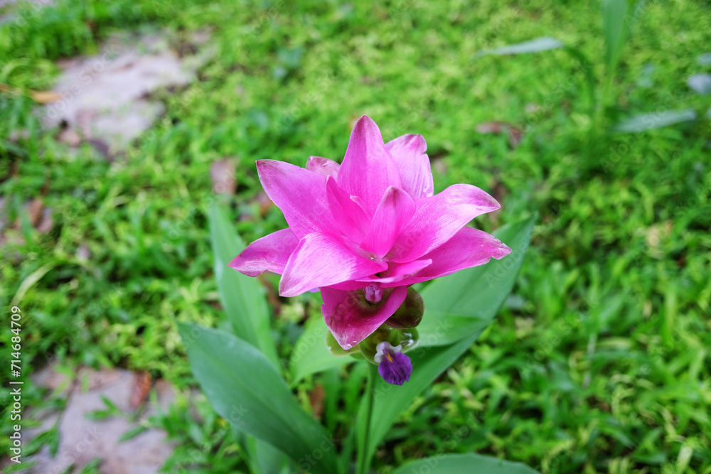 Blooming pink Siam Tulip flowers in garden Blooming pink Siam Tulip flowers in garden