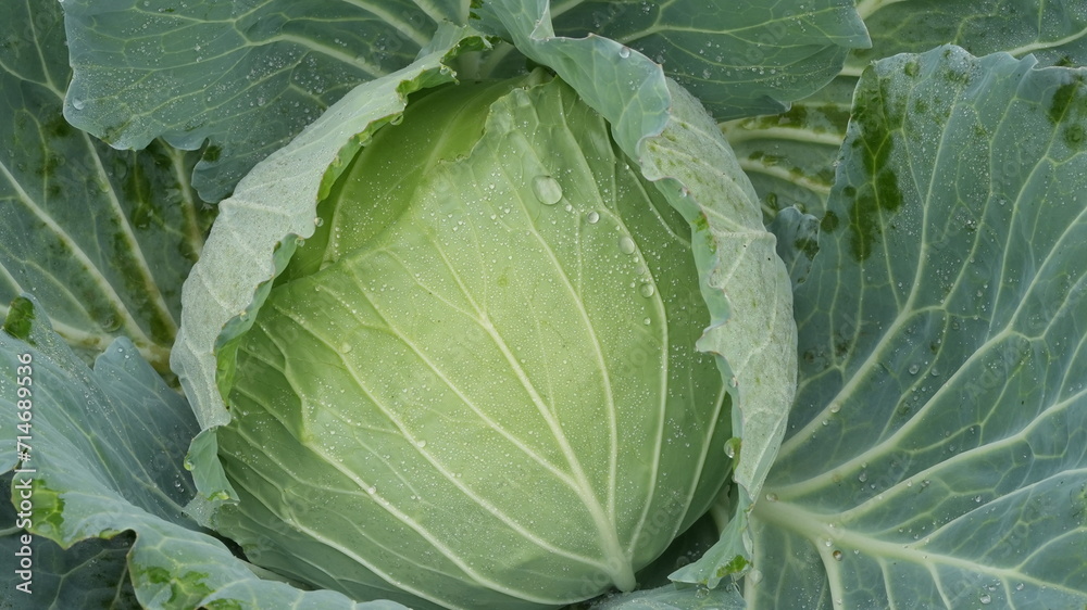 cabbage in the garden
