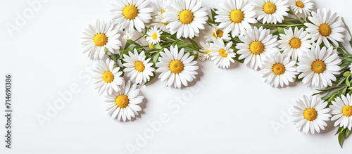 White daisies, spring flowers daisy on white background. Panoramic background banner Mother's Day, Women's Day, Valentine's Day. Copy space, top down. Generative AI.