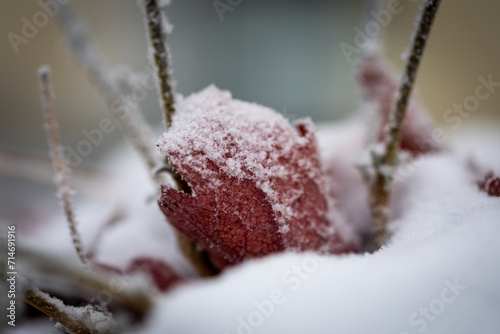 Gefrorenes rotes Blatt mit Schnee