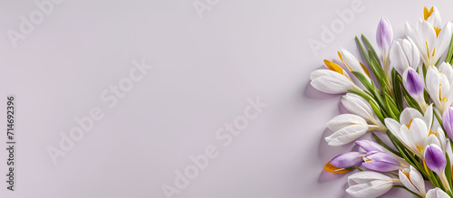 Crocuses, pink and white spring flowers on pastel pink background. Panoramic background banner Mother's Day, Women's Day, Valentine's Day. Copy space, top down, flat lay. Generative AI. photo