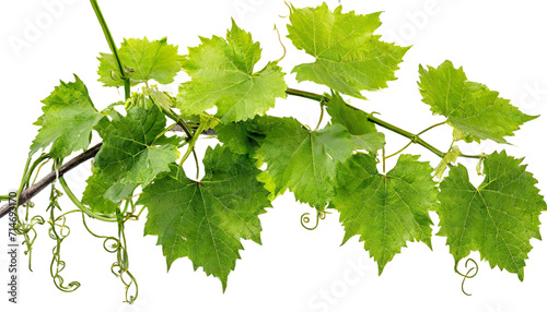 Wild grape vine leaves with green colors isolated on transparent background - PNG with high resolution photo
