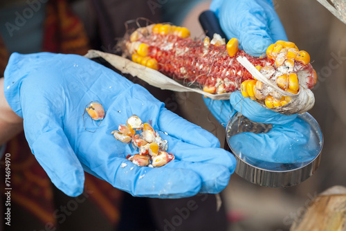 Tableau sur toile Corn Disease Problem Shown by Hands of an Agricultural Biology Worker Close Up