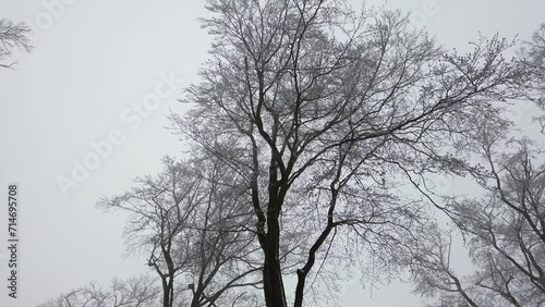 Aufstieg mit einer Drohne im Winterwald mit besonderer Perspektive auf verschneite Bäume