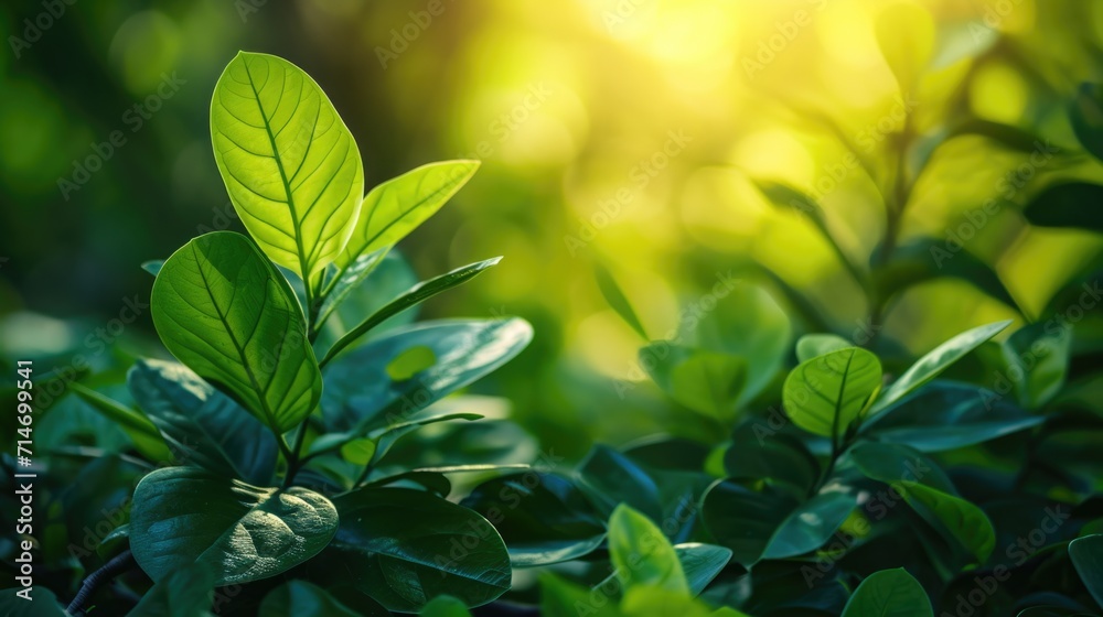 Close up of green leaf in garden at summer under sunlight. Natural green leaves plants using as spring background environment ecology or greenery wallpaper