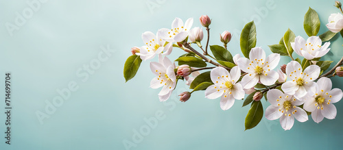 Spring flowers, cherry blossom on blue minimalist background banner, website header, copy space. Mother's day, Women's Day, spa, easter, card. Generative AI. ©  DigitalMerchant