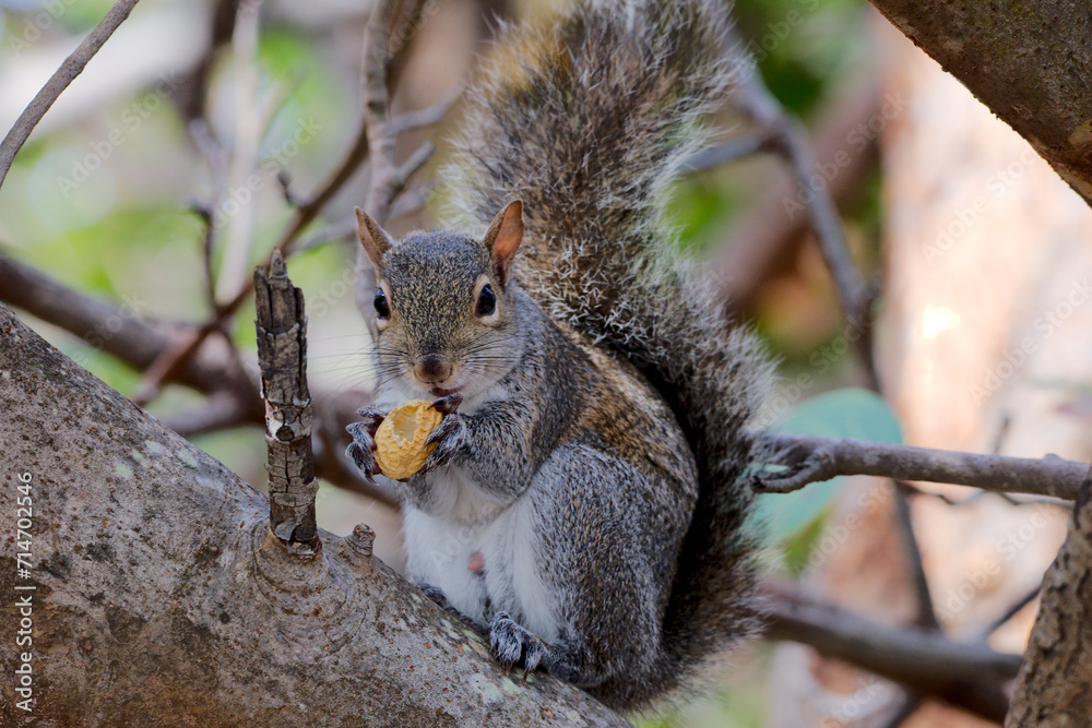 Obraz premium Eichhörnchen in Florida