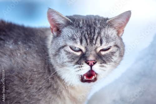 Portrait of an angry cat outdoor in winter