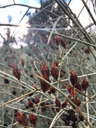 close up of seed pods