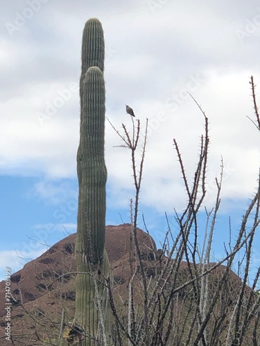 Bird with saguaro