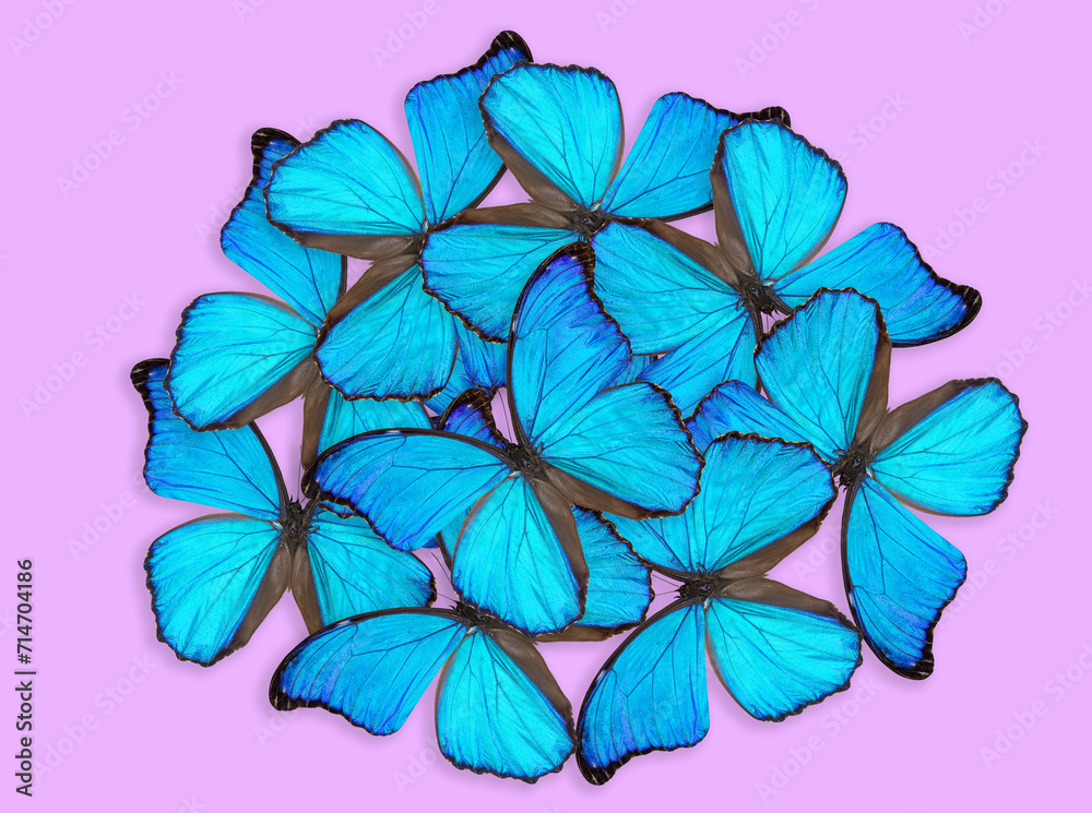 Morpho godartii butterfly composition on pink background