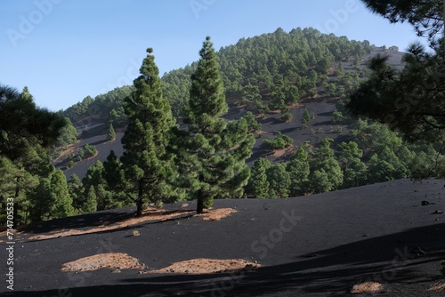 Wallpaper Mural Amazing volcanic scenery with pine forest on yellow tourist trail around volcan Montana Quemada (Volcan Tacande) from El Paso to De Pilar on La Palma, Canary Islands, Spain Torontodigital.ca