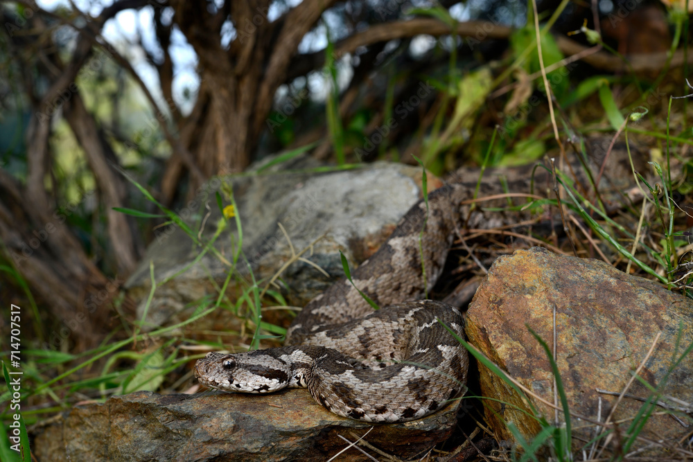 Fototapeta premium Ottoman viper // junge Kleinasiatische Bergotter (Montivipera xanthina) - Dalyan, Turkey