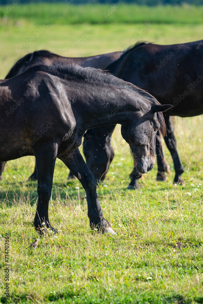 Horses grazing while flies try to interfere Horses grazing while flies try to interfere