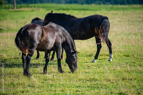 Horses grazing while flies try to interfere