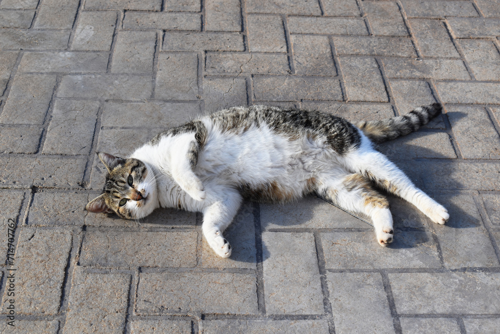 Cat lying in the sun. Happy tabby cat resting on the ground. 