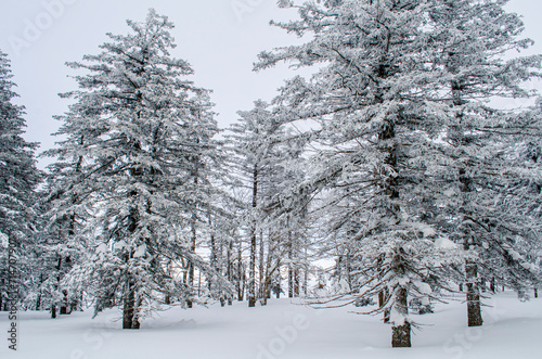 snow covered trees