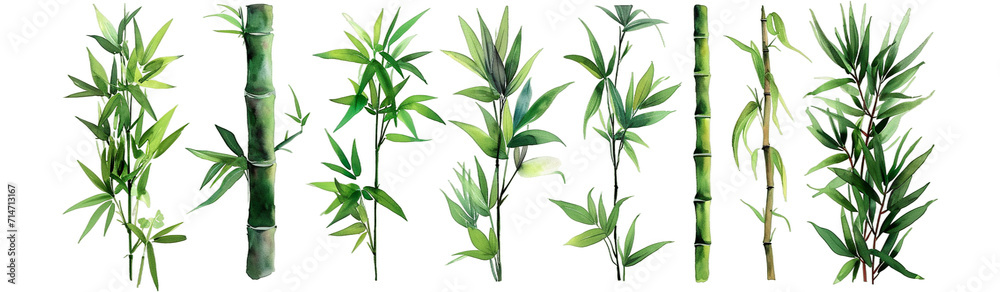 Watercolor of illustrated bamboo stalks and leaves, detailed and harmonious, pop against a isolated on transparent or white background - obrazy, fototapety, plakaty 