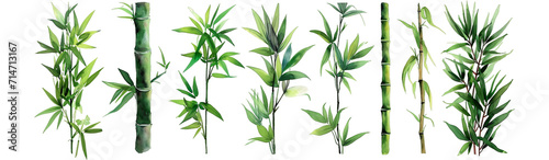 Watercolor of illustrated bamboo stalks and leaves, detailed and harmonious, pop against a isolated on transparent or white background photo