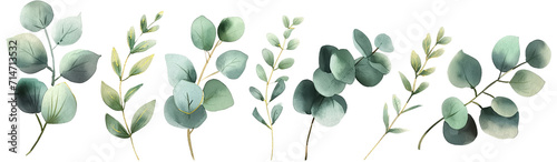 Watercolor eucalyptus branches with varied leaf arrangements, isolated on a white background photo