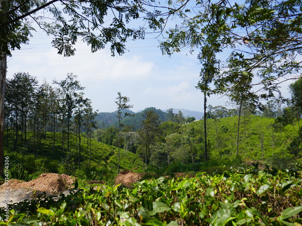 Fototapeta premium Paysages de Ella, Sri Lanka