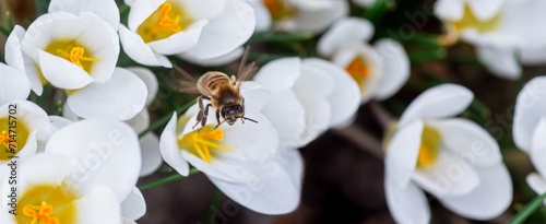 Honey bee and white crocus flowers in the spring garden.