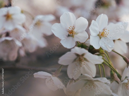日本の春　桜　ソメイヨシノ