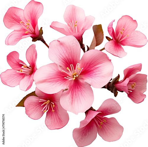 Pink flower isolated on transparent background. PNG