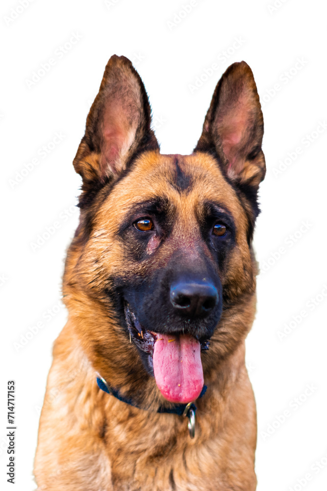 Portrait of adult German shepherd dog sticking out the tongue on transparent background.