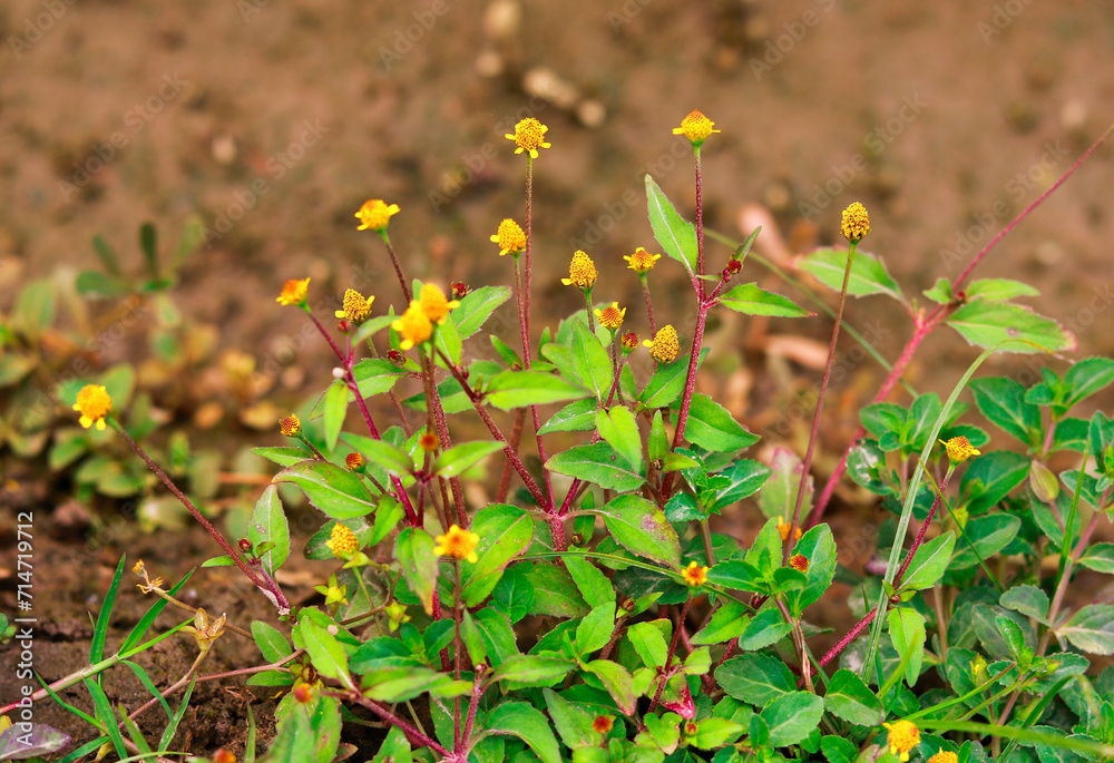 Little yellow flowers in the garden. Close up. Selective focus. Little yellow flowers in the garden. Close up. Selective focus.