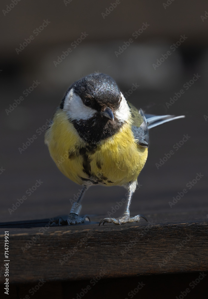 Obraz premium Great Tit (Parus major) in springtime, at Oland s southern cape, Sweden.