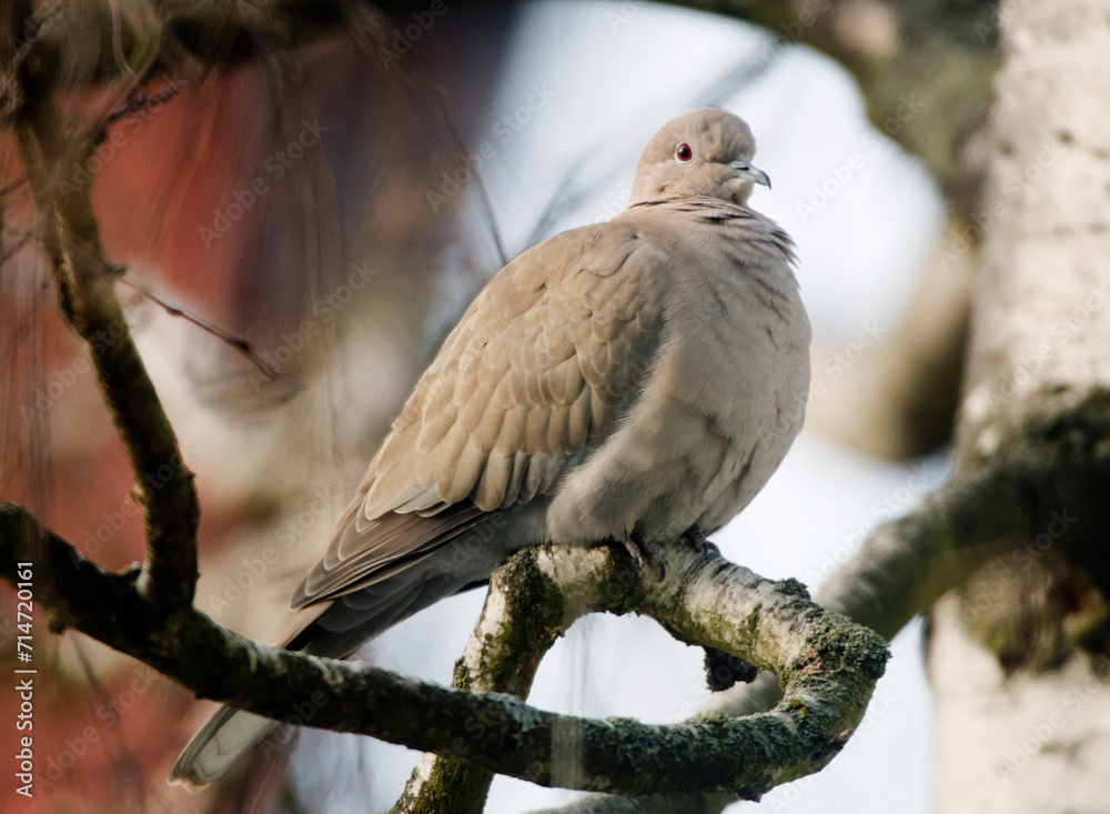 Eurasian Collared Dove (Streptopelia decaocto) perched on the ground for close portrait shot with dark background on sunny morning
Eurasian Collared Dove (Streptopelia decaocto) perched on the ground for close portrait shot with dark background on sunny morning