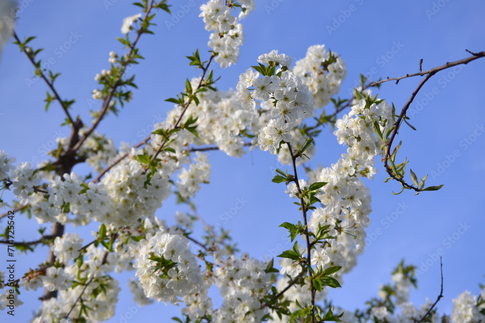 Close-up shoots of tree flowers in april