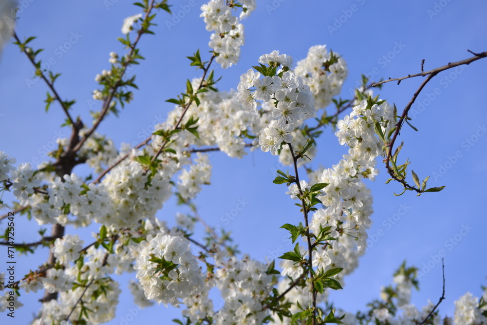 Close-up shoots of tree flowers in april Close-up shoots of tree flowers in april