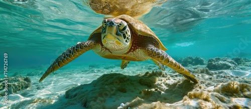 Brazilian Caribbean's sea turtles