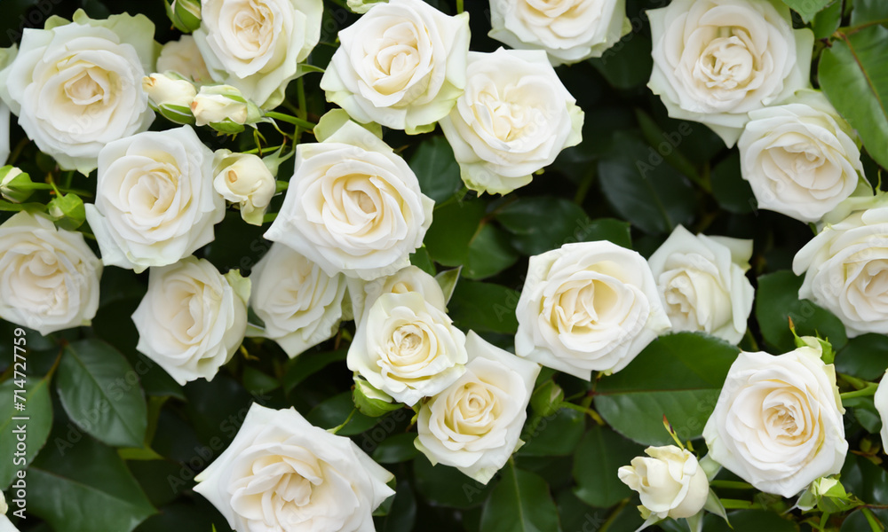 Winterliche Reinheit: Weiße Rosen unter dem Frost